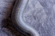 Genuine Toyota Avensis, Corolla, Auris, Verso (hose, Radiator, No.2) 16572-0r080