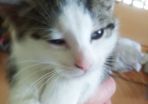 Female kitten