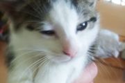 Female kitten