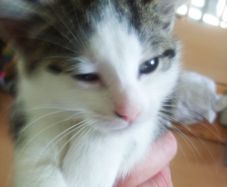 Female kitten