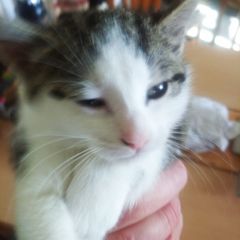 Female kitten