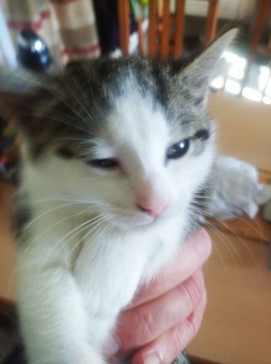 Female kitten