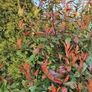Red Robin Reliable Hedging Image 8