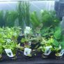 Aquarium plants - basket Image 7