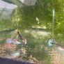 Guppies and guppy grass Image 3