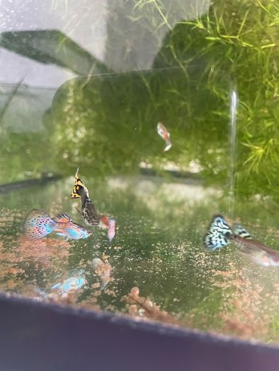 Guppies and guppy grass