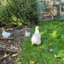 Silkie hen with chicks Image 2