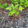 raspberry clumps Image 2