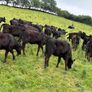 40 Super Aberdeen Angus Heifers Image 5