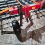 Optico 3 meter rakeman harrow Image 2