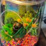 Fish Tank Image 4