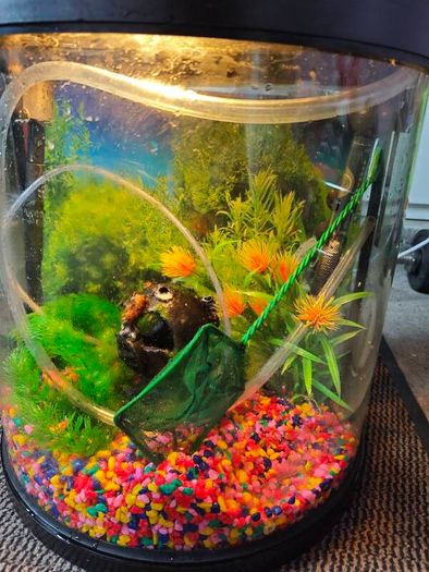 Fish Tank
