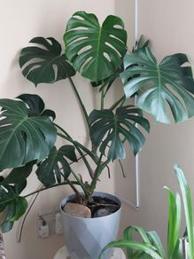 Mature Monstera Deliciosa (Swiss Cheese Plant)