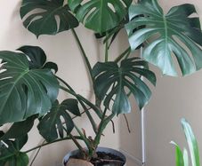 Mature Monstera Deliciosa (Swiss Cheese Plant)
