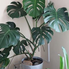 Mature Monstera Deliciosa (Swiss Cheese Plant)
