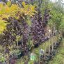 Native and non Native Trees Image 2