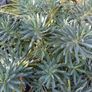 Massive tropical plant bundle Image 4
