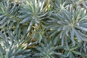 Plant Bundle 20+ plants end of season sale!!!!