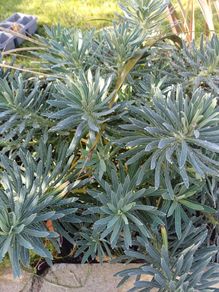 Plant Bundle 20+ plants end of season sale!!!!