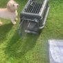 pet transporter Image 3