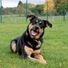 dog-lover20