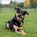 dog-lover20