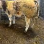 Show roan BB heifer Image 5