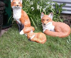 Fox Family