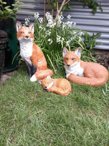 Fox Family