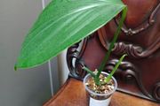 Rhaphidophora Decursiva Dragon tails