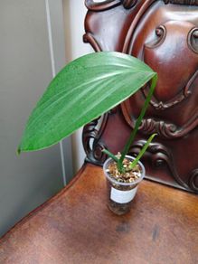 Rhaphidophora Decursiva Dragon tails