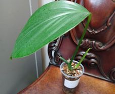 Rhaphidophora Decursiva Dragon tails