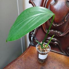 Rhaphidophora Decursiva Dragon tails