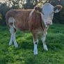 PBR Simmental heifer Image 3