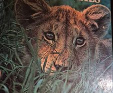 A first book of baby animals