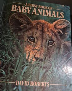 A first book of baby animals