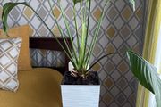 Peace lily
