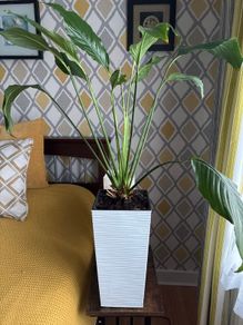 Peace lily
