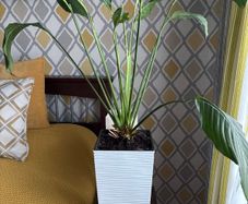Peace lily