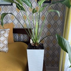 Peace lily