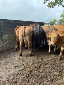 Cattle