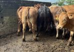 Cattle