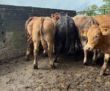 Cattle