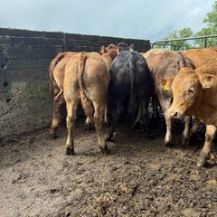 Cattle
