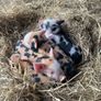 Kune Kune piglets Image 3