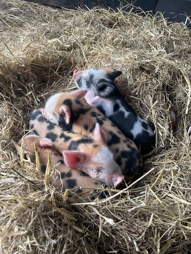 Kune Kune piglets