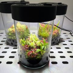 Aqua-Art VivoVerde Microterrarium with insectivorous plants 2L - ver1