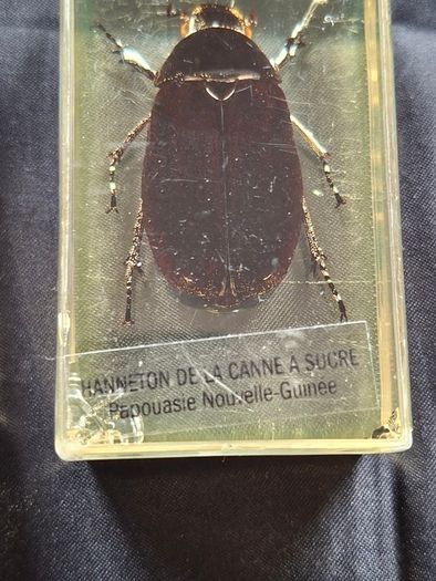 Genuine Collection of 15 Clear Resin Exotic Insects and Arachnids Price is for 1 only