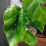 No.5 Monstera Green On Green sell as is Image 2