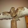 BUZZARD bird of pray Image 3
